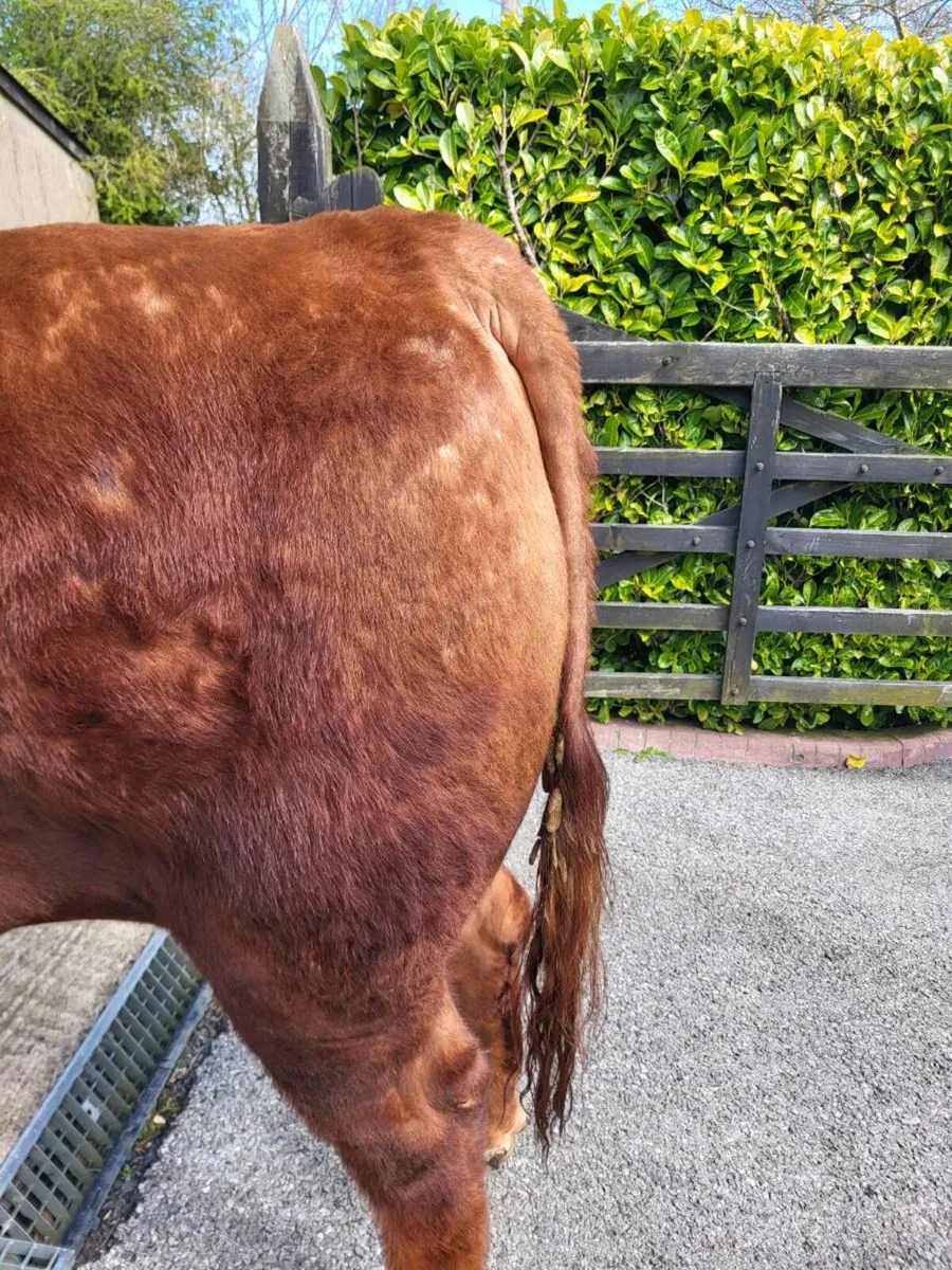 Red Angus bull carrick may 2nd - Image 4