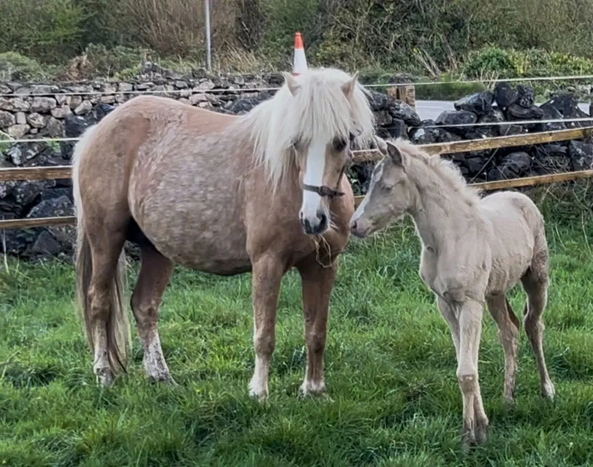 mare and foal - Image 1