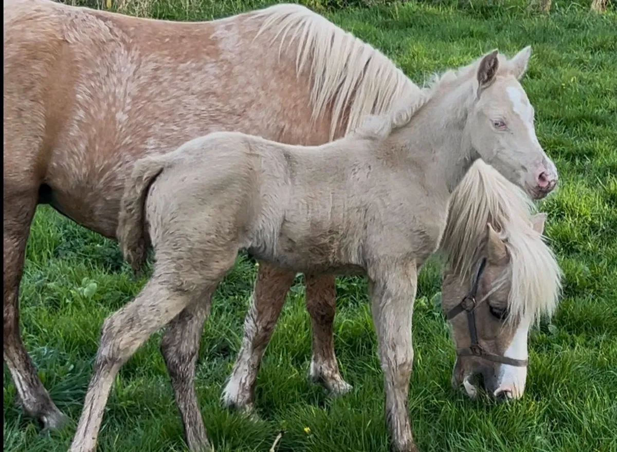 mare and foal - Image 4