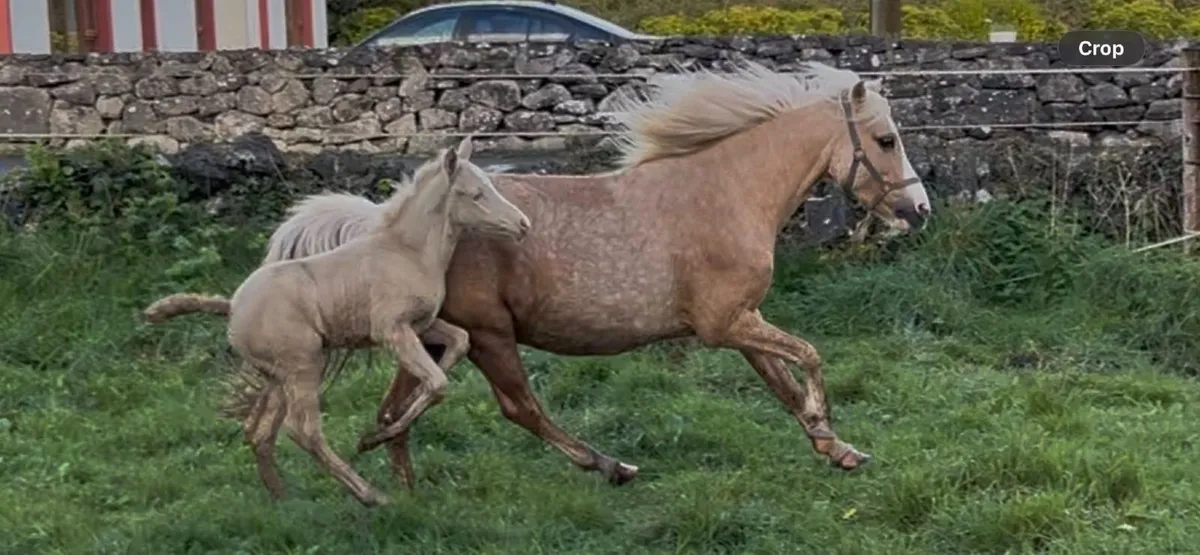 mare and foal - Image 3