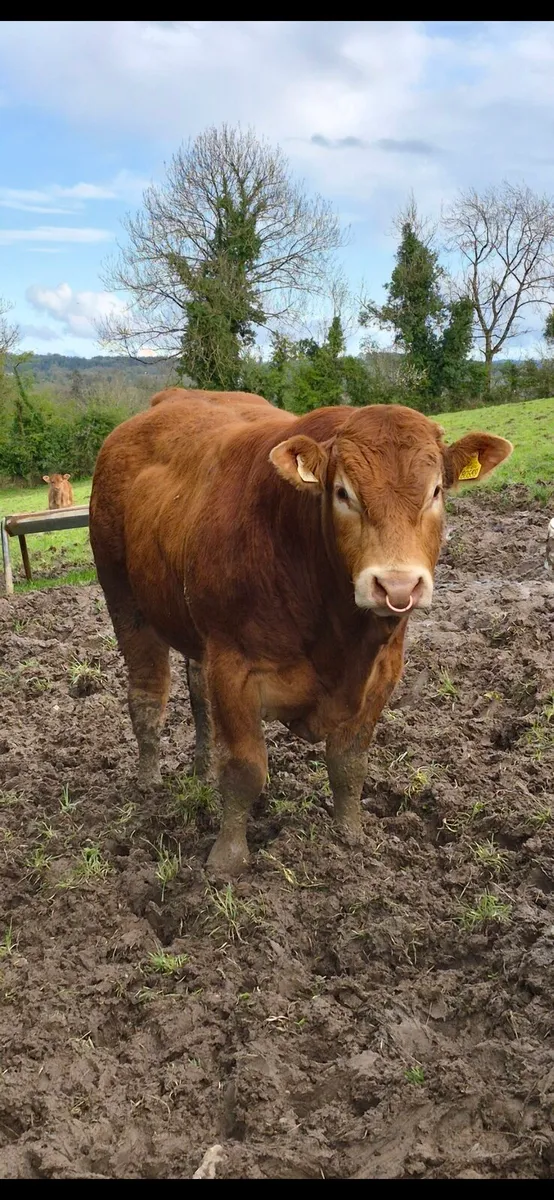 2 Pedigree Limousin Bulls - Image 1