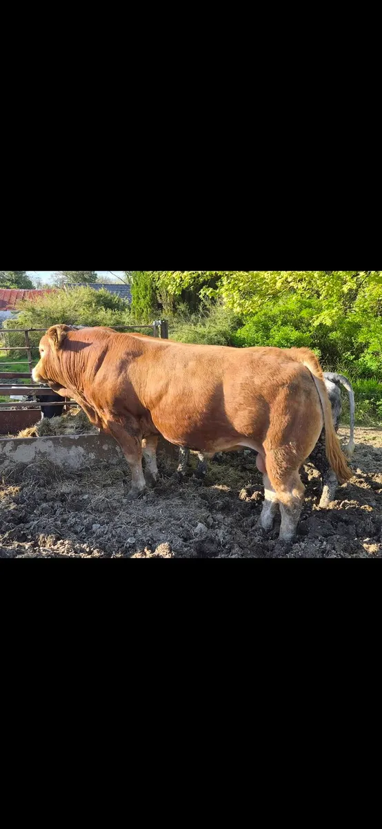 2 Pedigree Limousin Bulls - Image 2