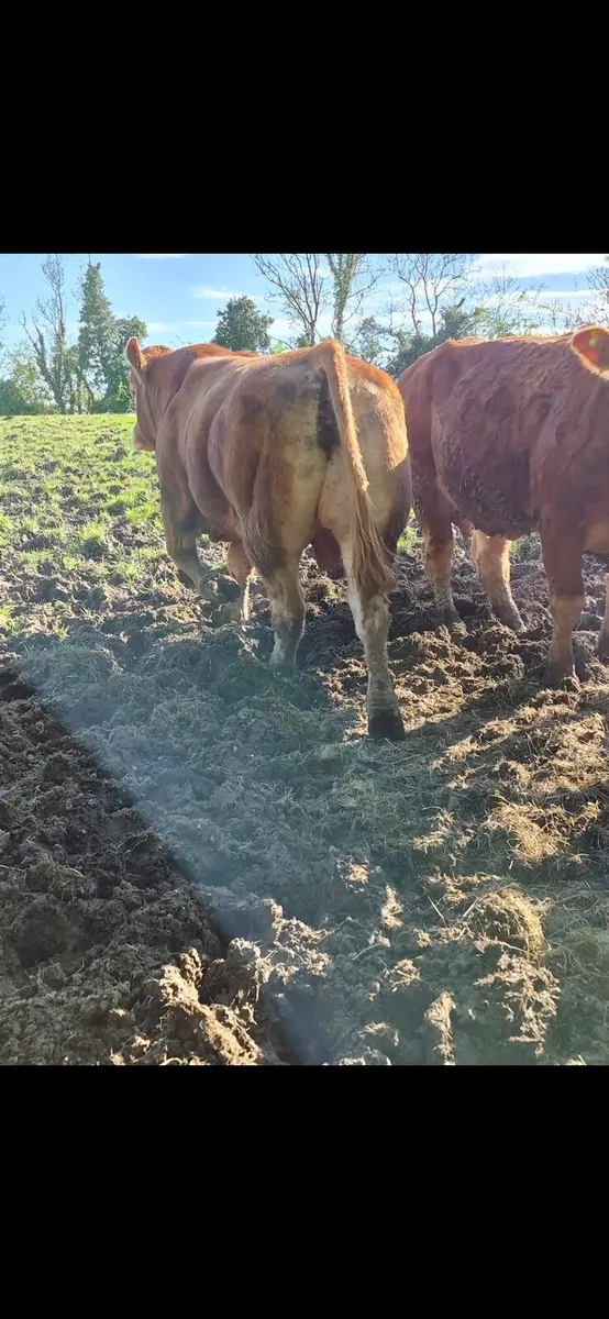 2 Pedigree Limousin Bulls - Image 3