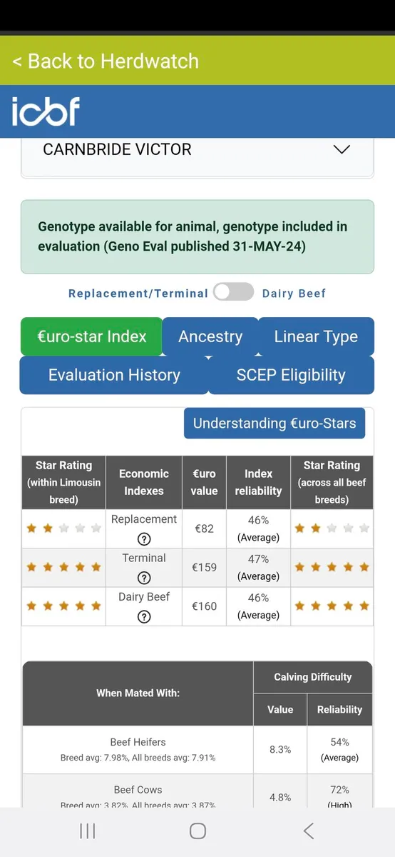 2 Pedigree Limousin Bulls - Image 4