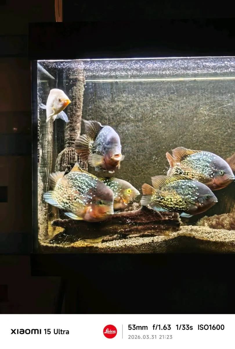 Tropical fish  tank with fish - Image 1