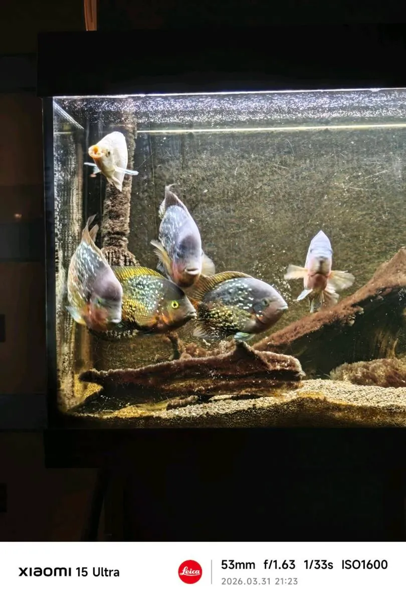 Tropical fish  tank with fish - Image 2