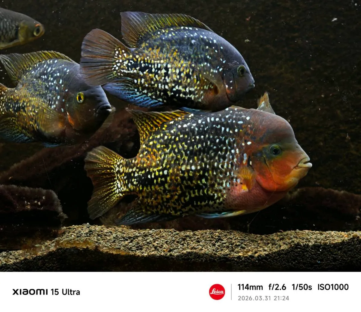 Tropical fish  tank with fish - Image 3