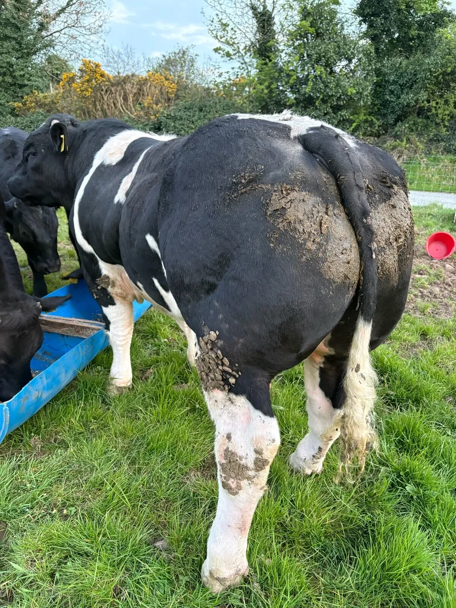 Hybrid bull - Image 1