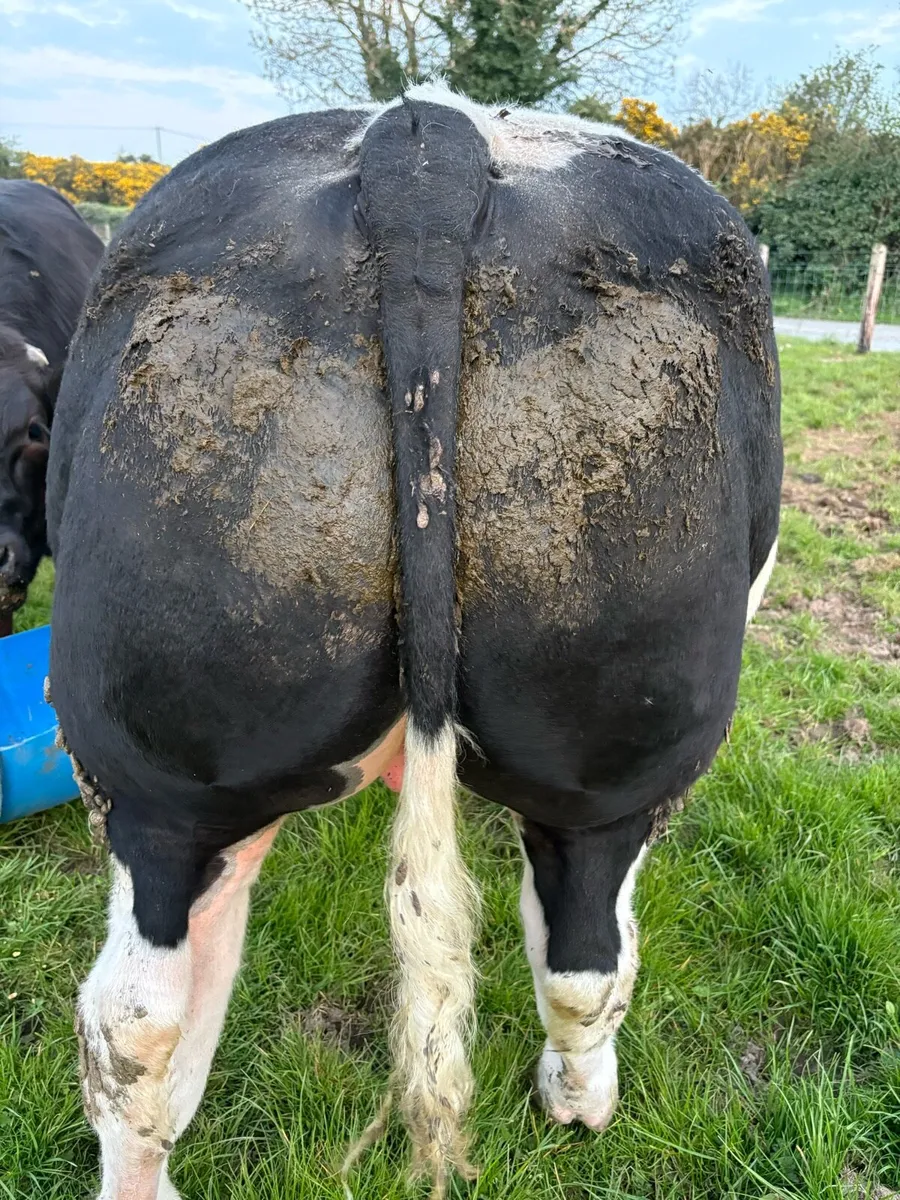 Hybrid bull - Image 2