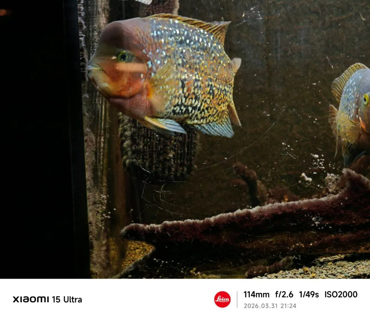 Tropical fish  tank with fish - Image 4