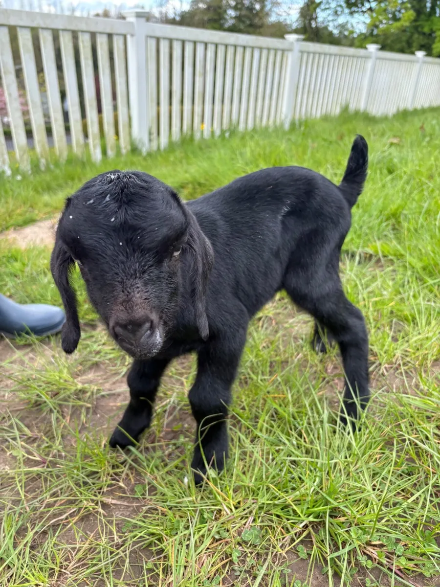 Kid Goat - Image 2