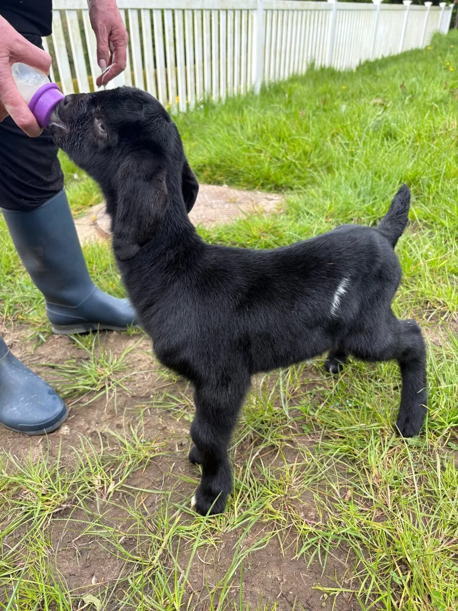 Kid Goat - Image 4