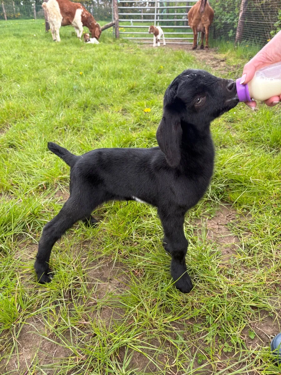 Kid Goat - Image 1
