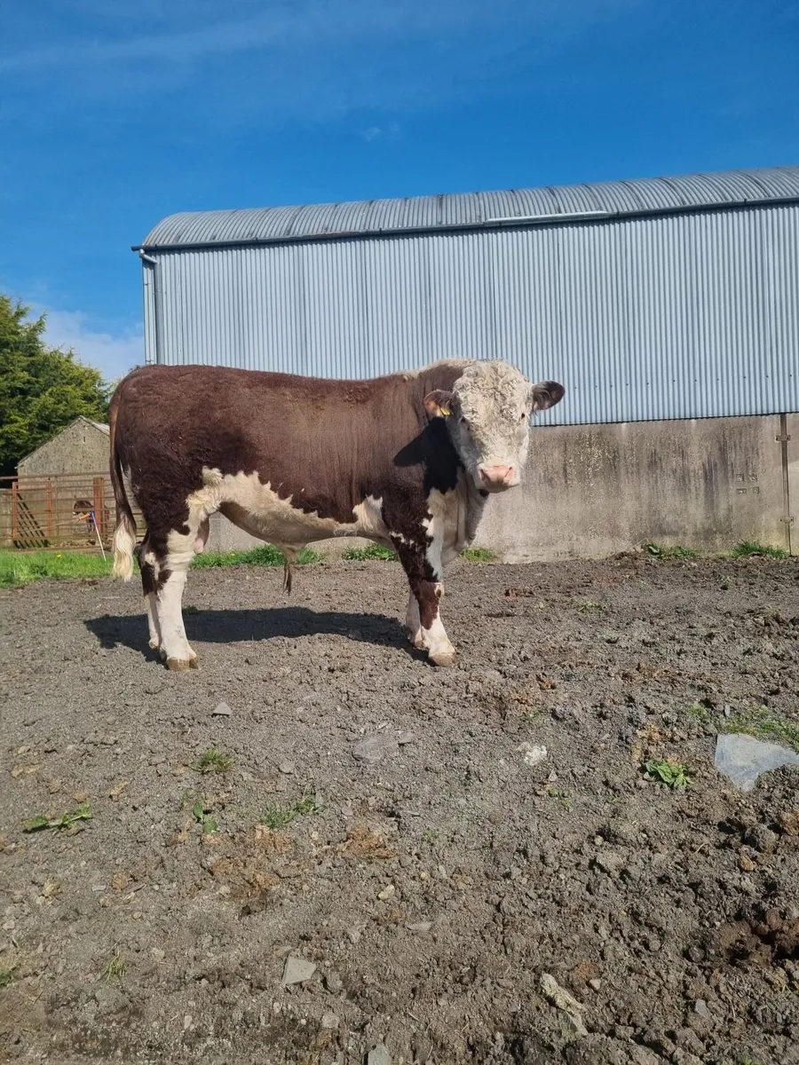 Pedigree Hereford and Angus Bulls
