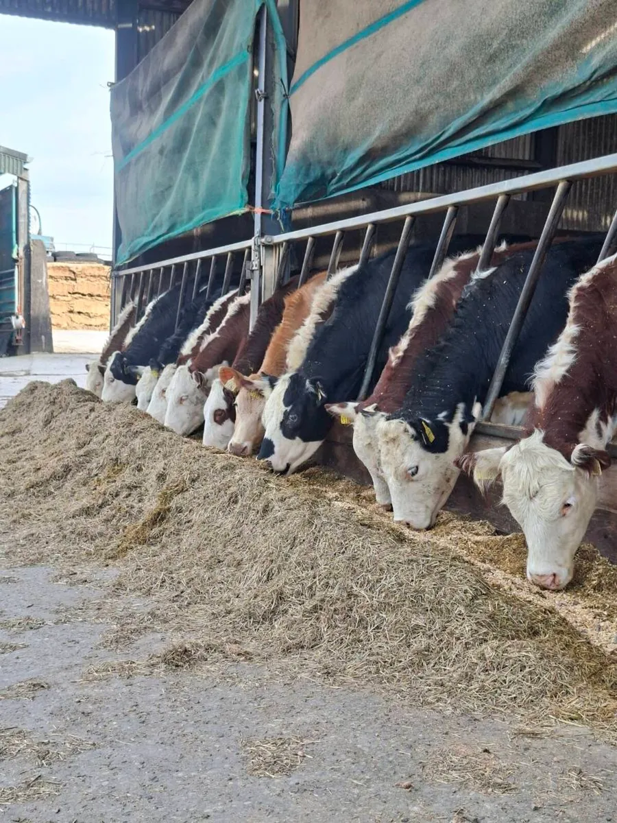 15 Heifers - Image 1