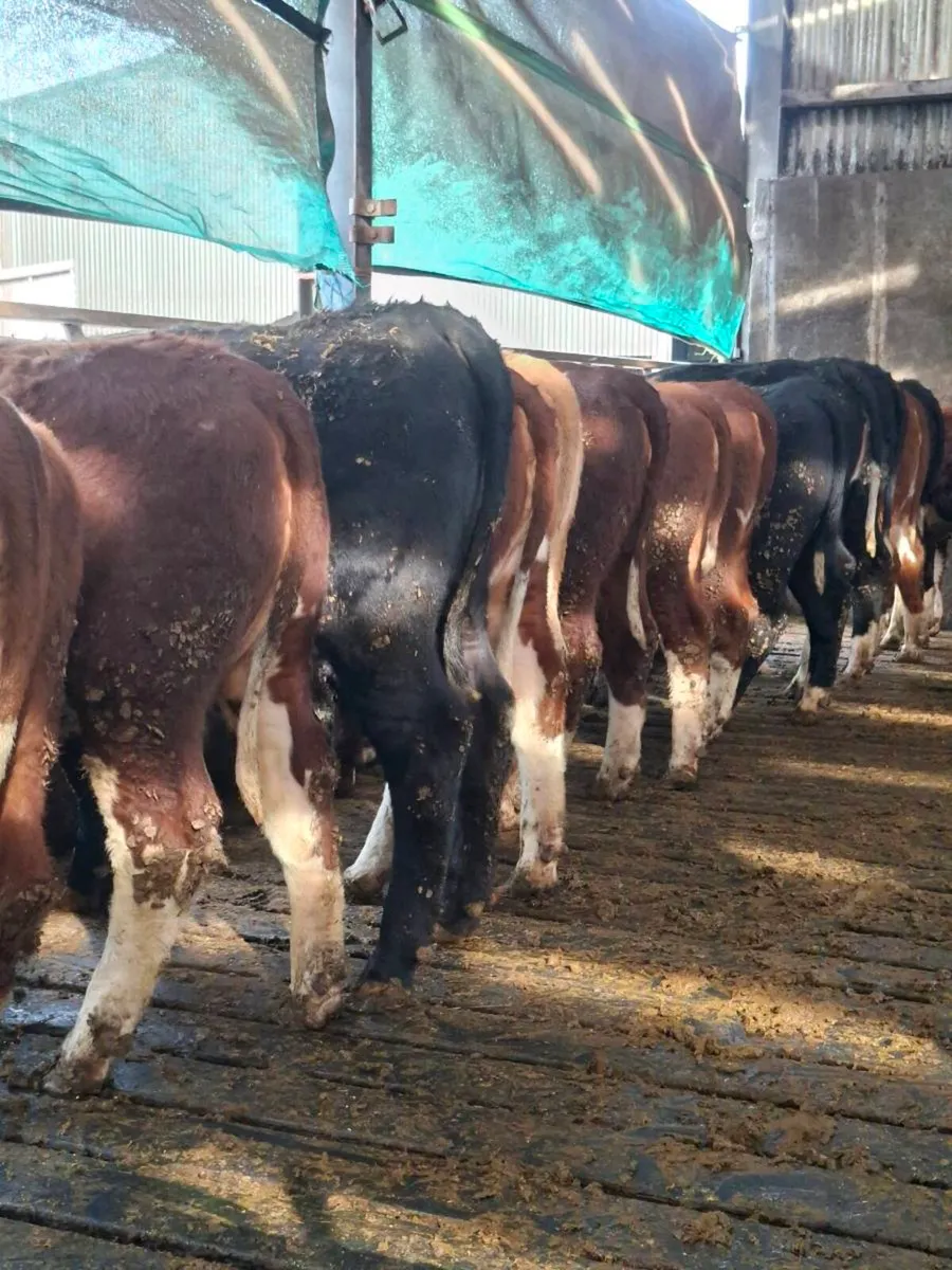15 Heifers - Image 2