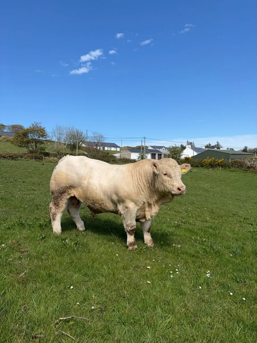 Charolais Bull - Image 1