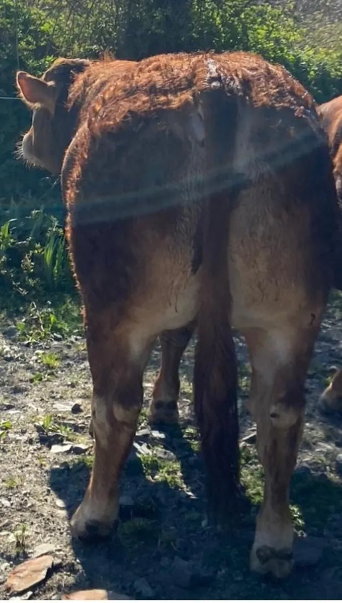 Limousine Bull - Image 1