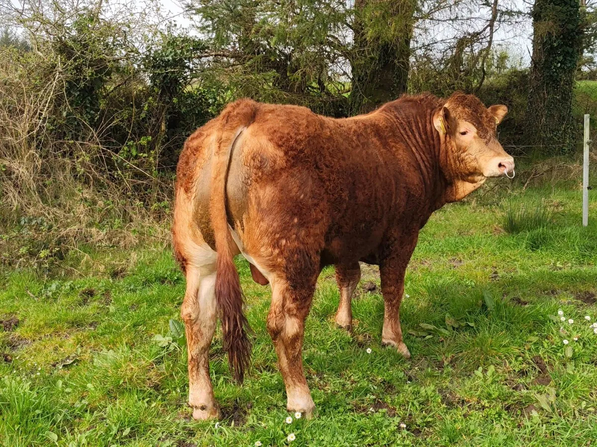 Limousine Bull - Image 2