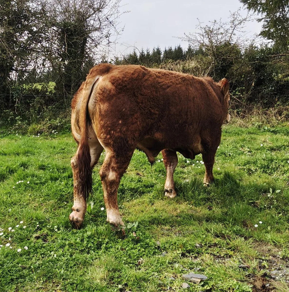 Limousine Bull - Image 3