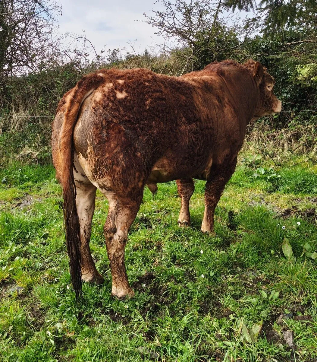 Limousine Bull - Image 4