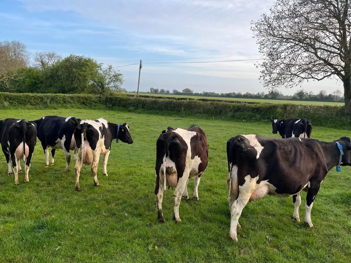 Dairy cows - Image 2