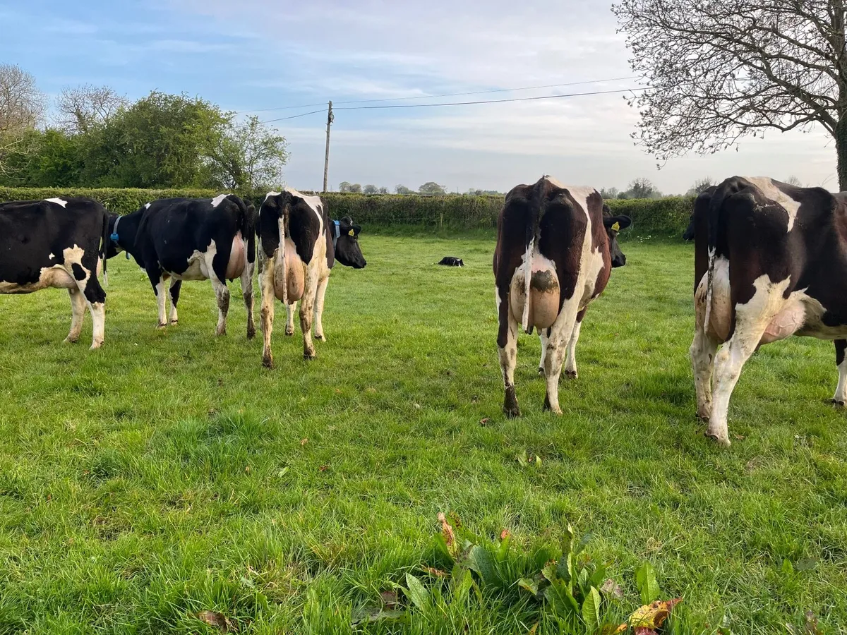 Dairy cows - Image 3