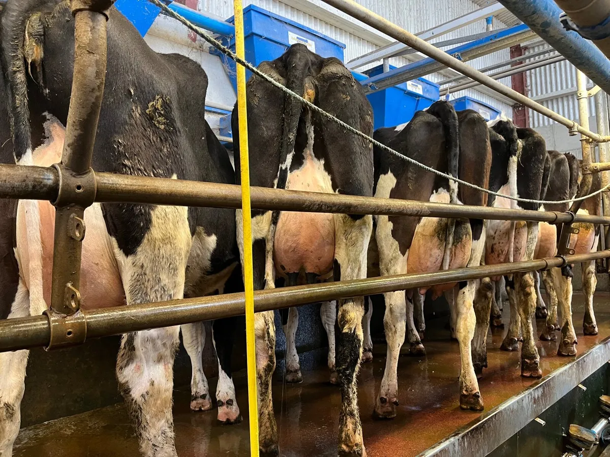 Dairy cows - Image 1