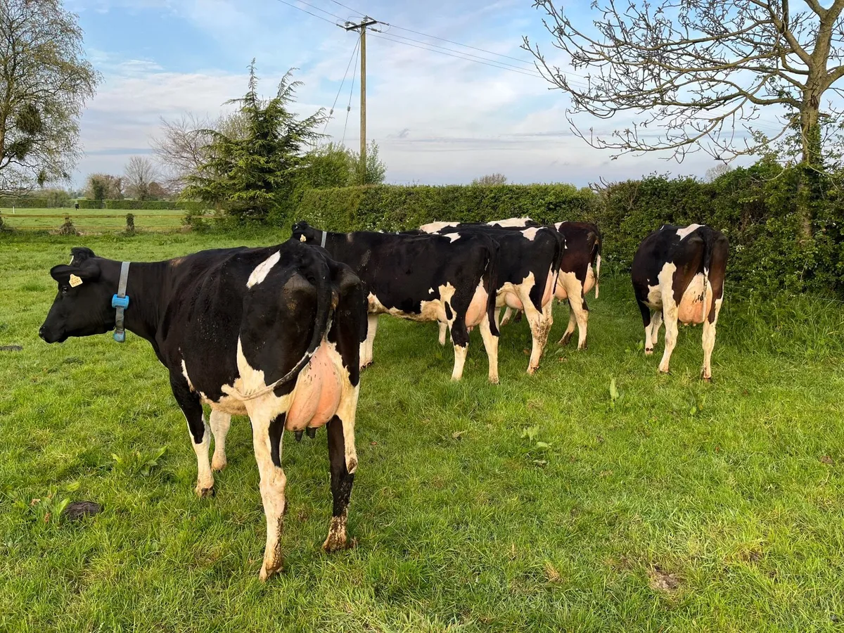 Dairy cows - Image 4