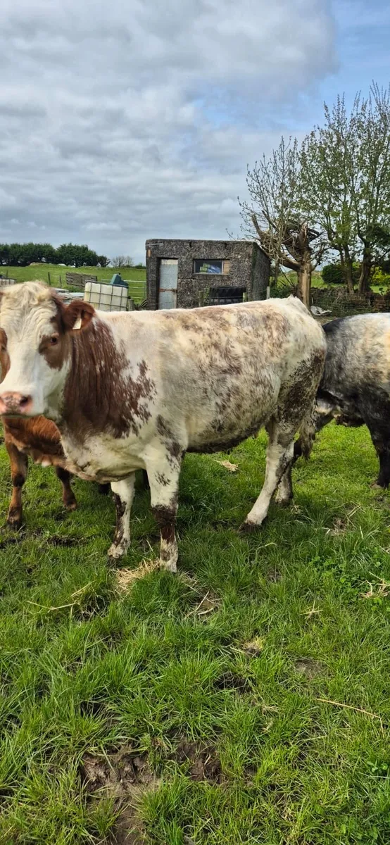 2 serious outfits for Castlerea Thursday - Image 2