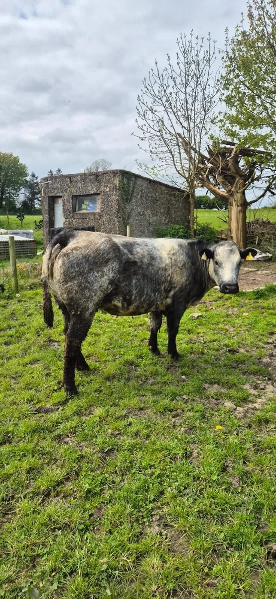 2 serious outfits for Castlerea Thursday - Image 3