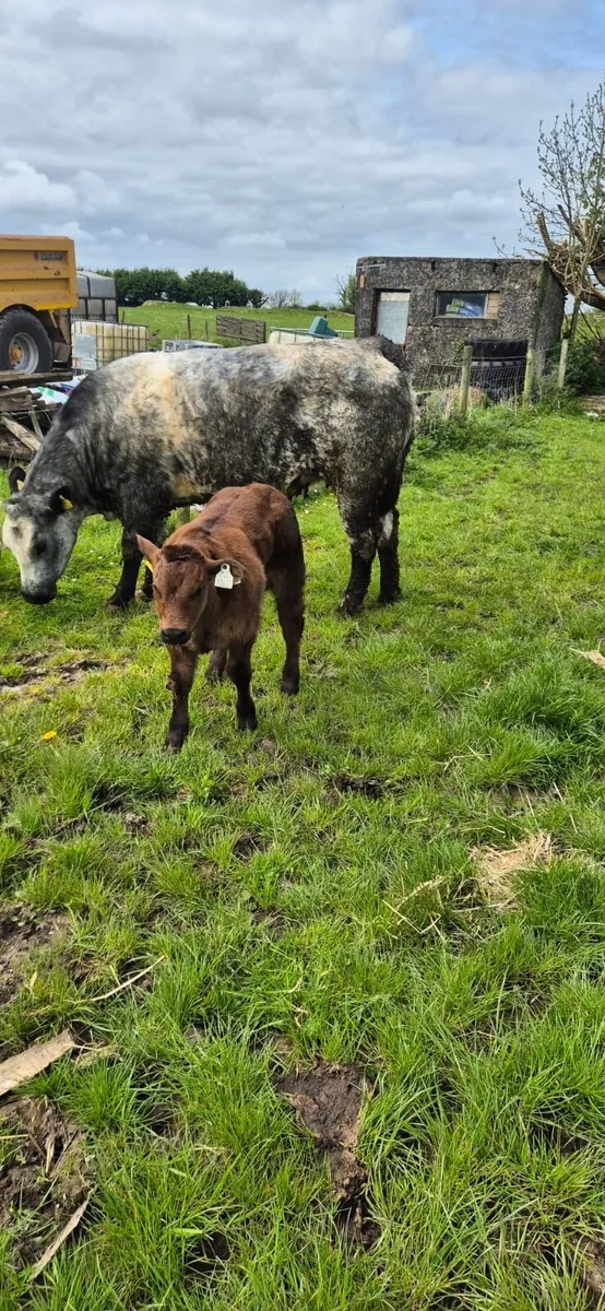 2 serious outfits for Castlerea Thursday - Image 4