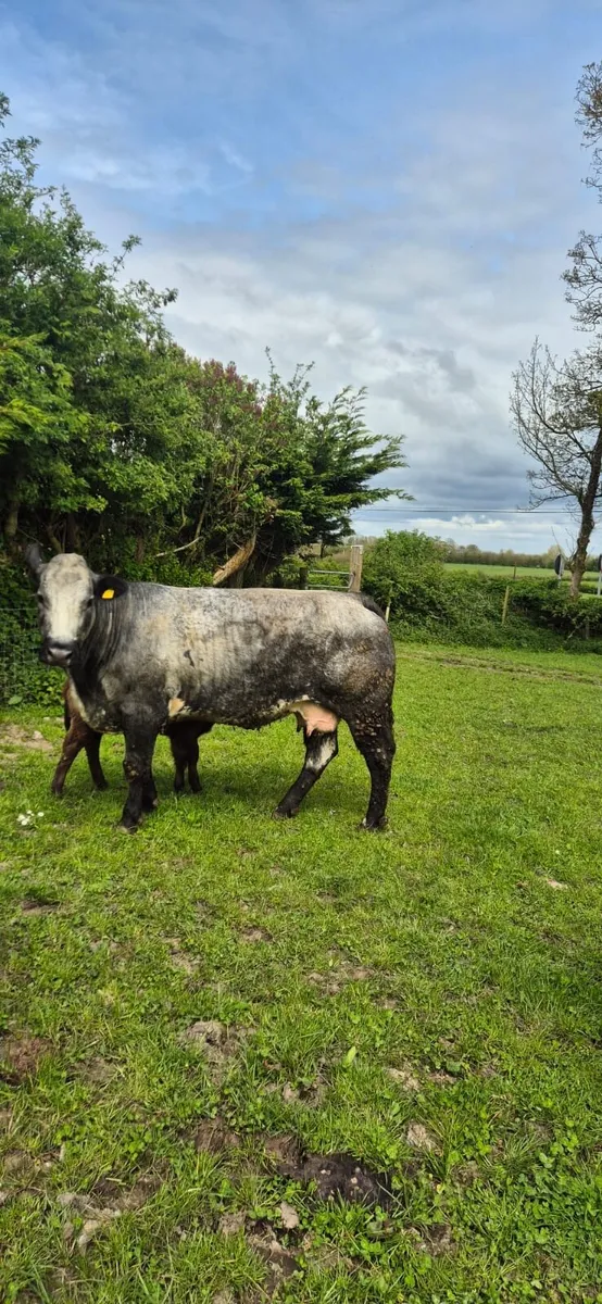 2 serious outfits for Castlerea Thursday - Image 1