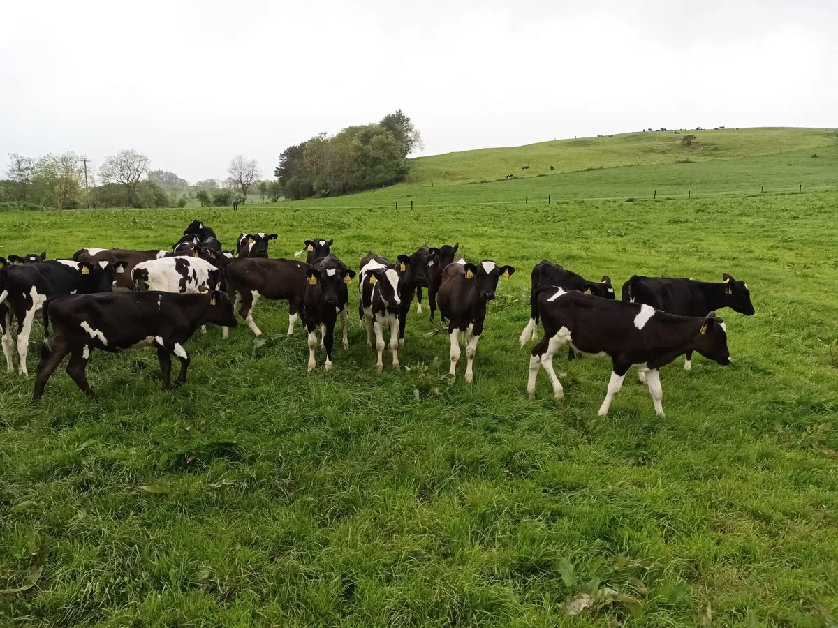 Contract Rearer Available