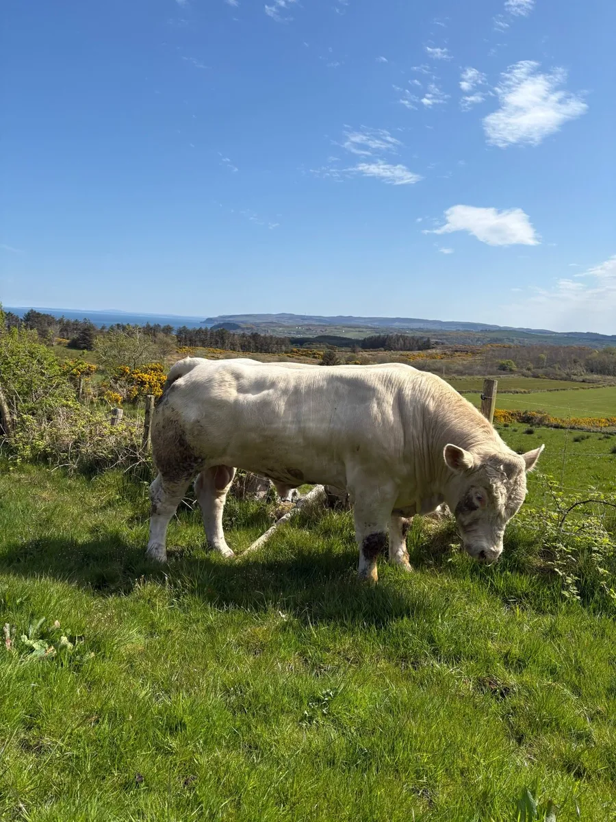 Charolais Bull - Image 2