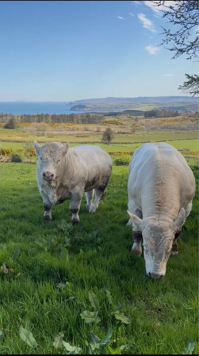 Charolais Bull - Image 3