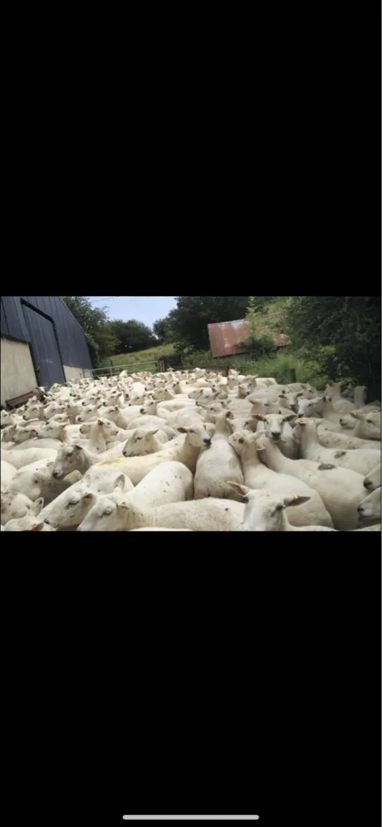 ✅Sheep Shearing Service - Image 1