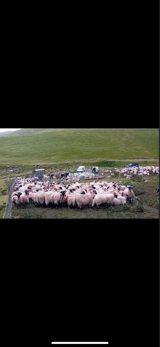 ✅Sheep Shearing Service - Image 2