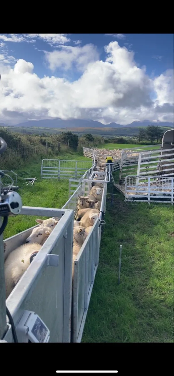 ✅Sheep Shearing Service - Image 3