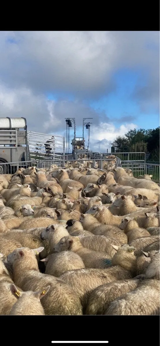 ✅Sheep Shearing Service - Image 4