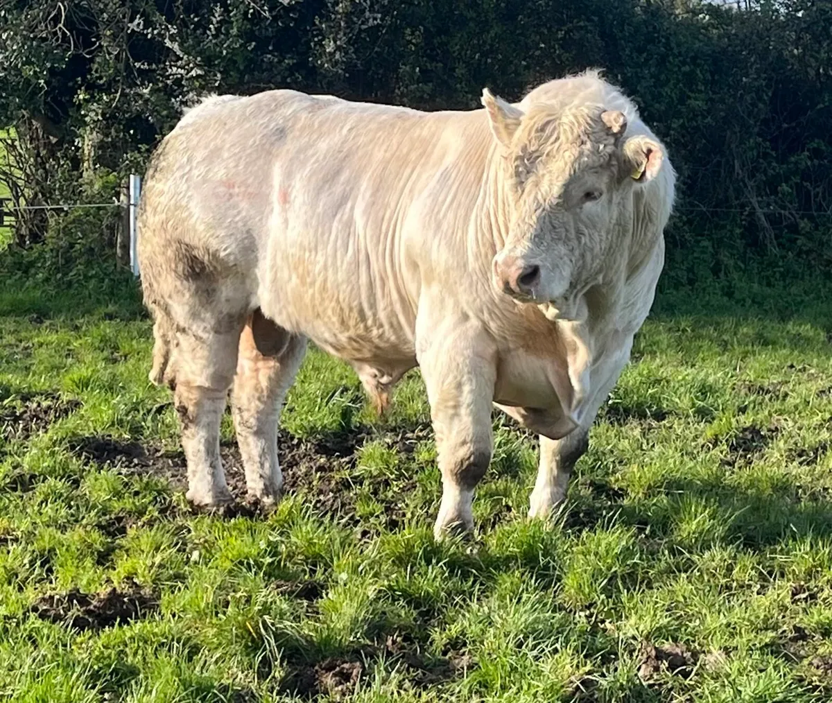 2 PBR Charolais Bulls by Lapon - Image 2