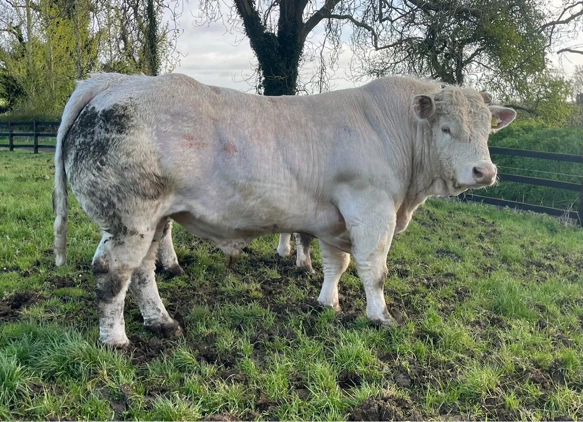 2 PBR Charolais Bulls by Lapon - Image 1