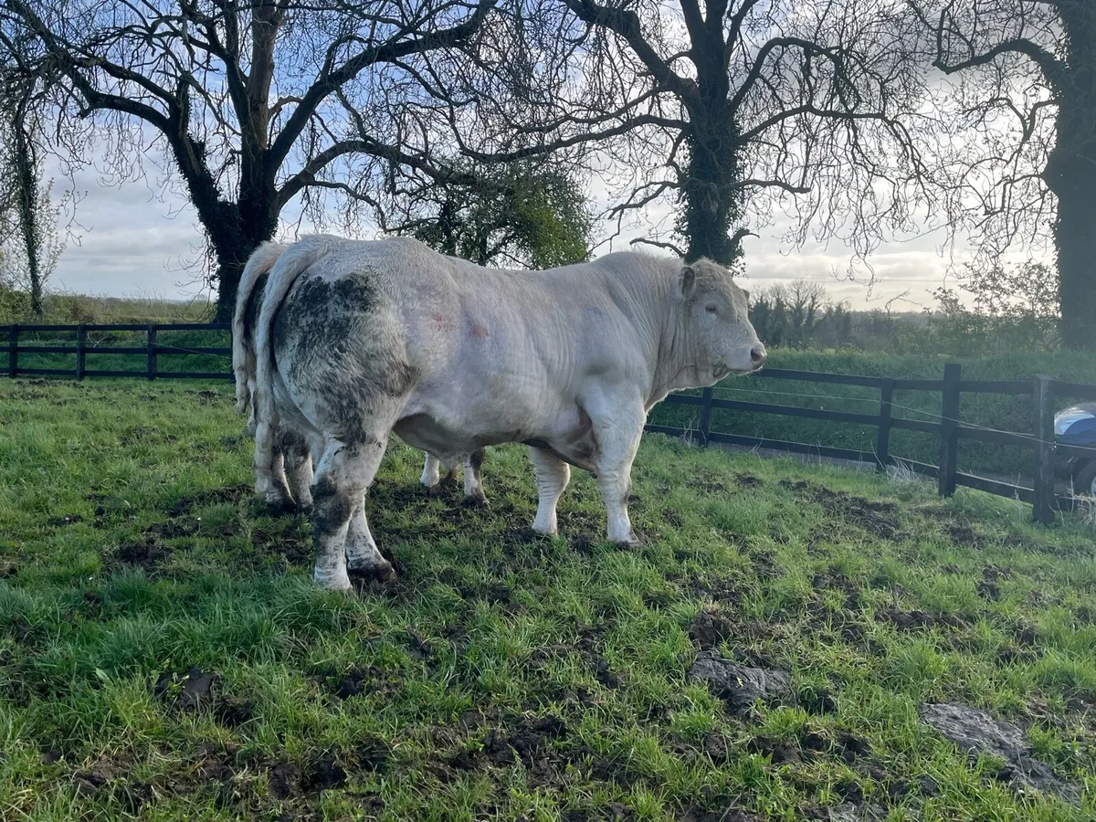 2 PBR Charolais Bulls by Lapon - Image 3