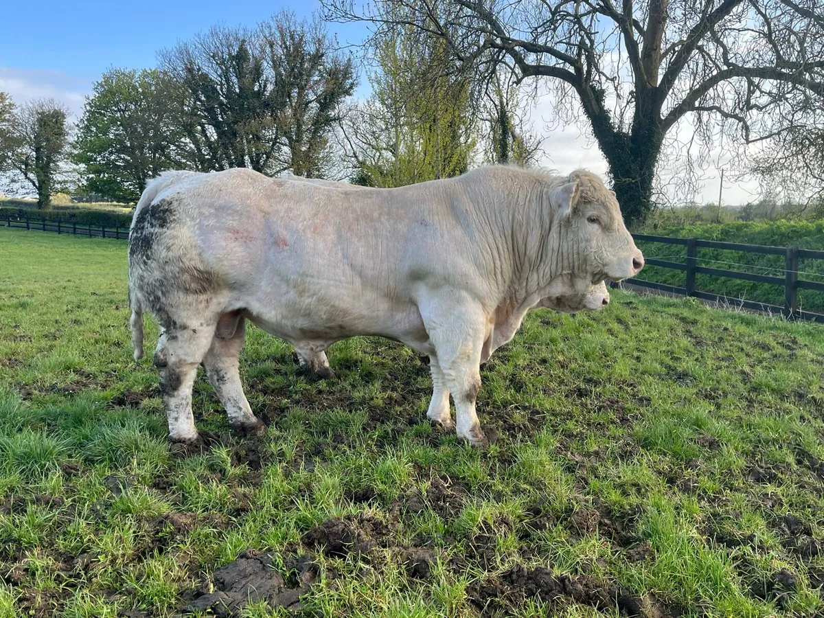 2 PBR Charolais Bulls by Lapon - Image 4