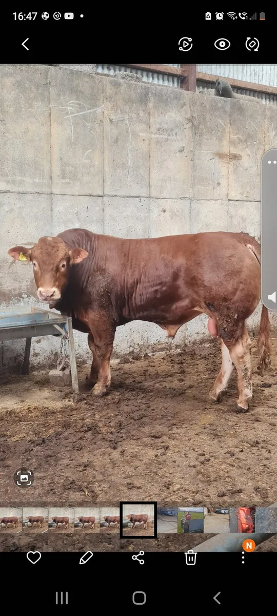 Limousin bull - Image 1