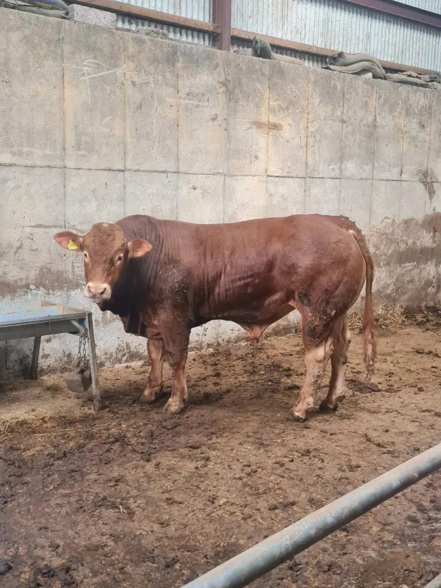 Limousin bull - Image 2