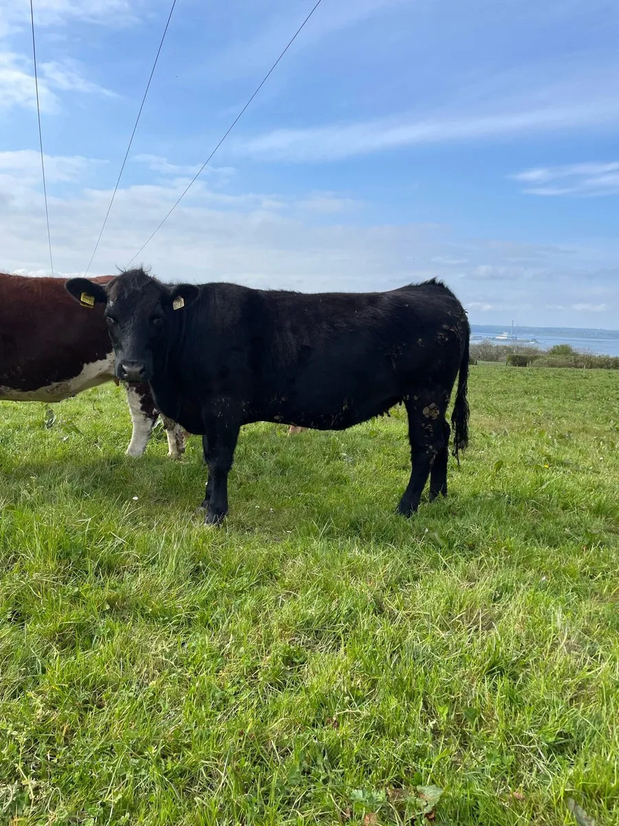 Pedigree Angus heifer - Image 3