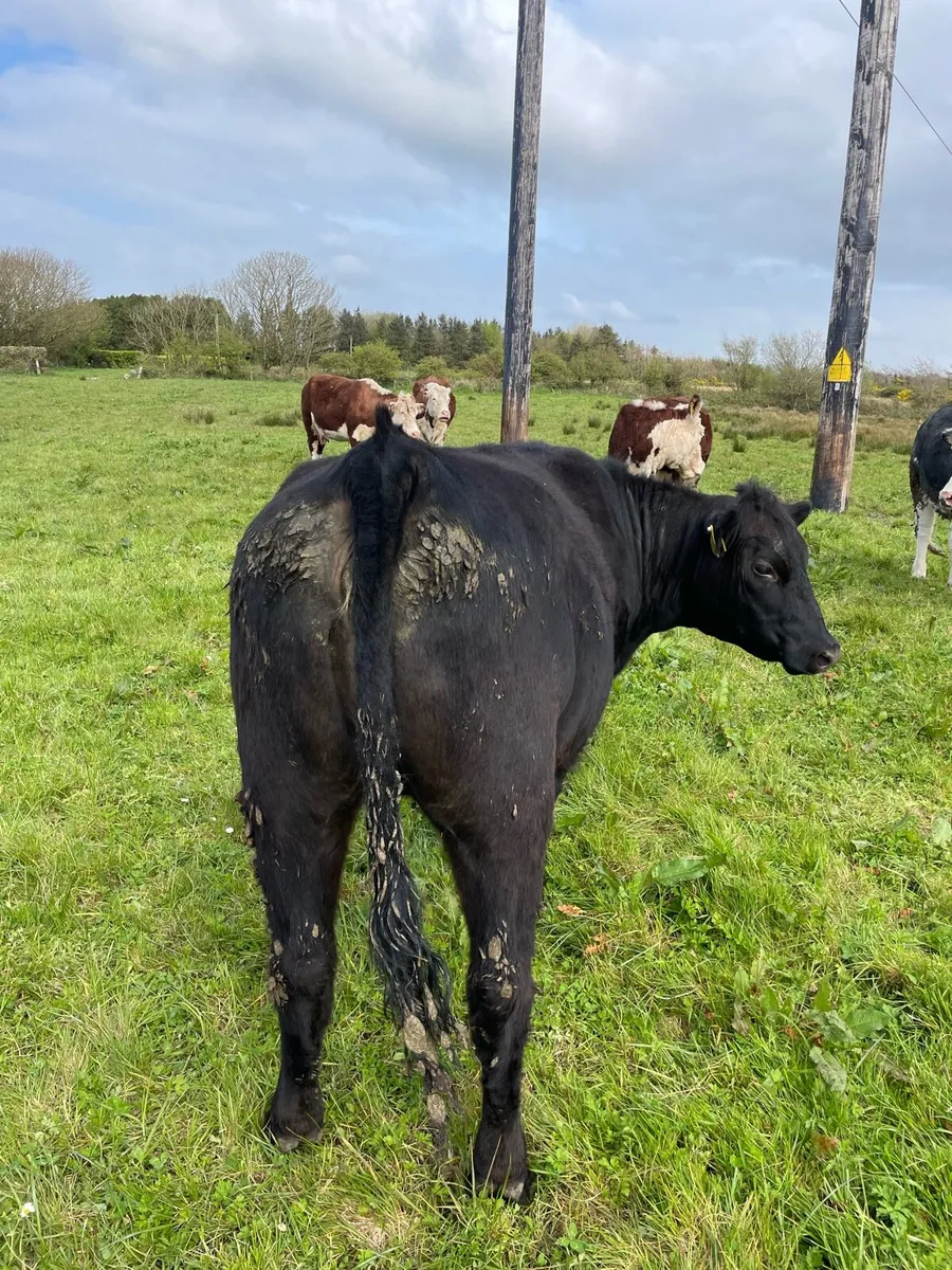 Pedigree Angus heifer - Image 4