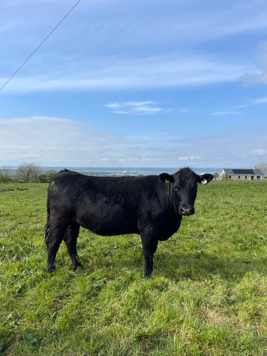 Pedigree Angus heifer - Image 1