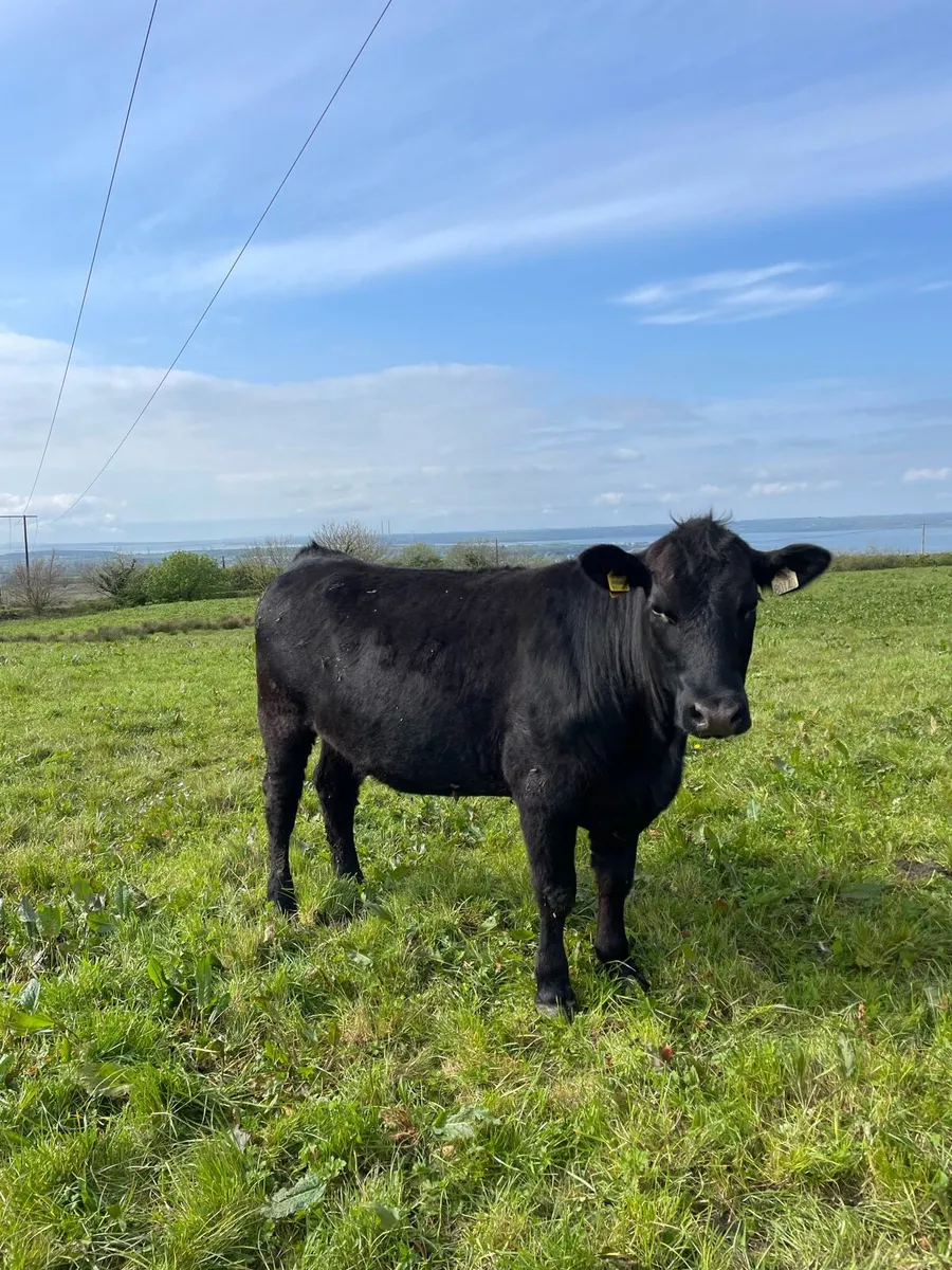 Pedigree Angus heifer - Image 2